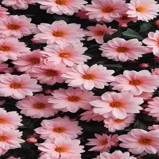 flower aesthetic wallpapers