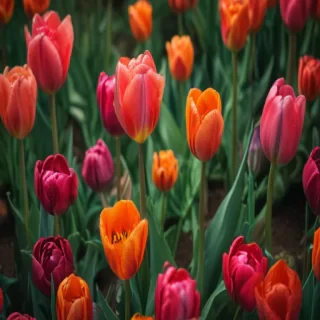 tulip iphone wallpaper