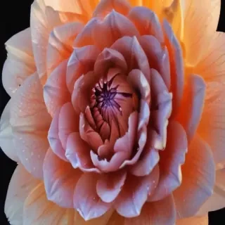 flower phone wallpaper