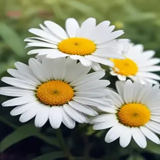 daisy wallpaper for desktop