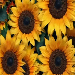 sunflower wallpaper iphone
