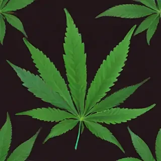 marijuana leaf