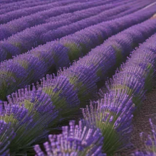 lavender phone background