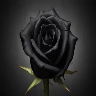 black rose photo