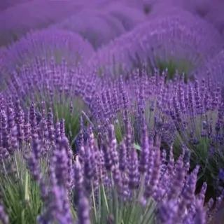 lavender background