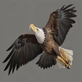 eagle fly png