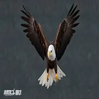 eagle background