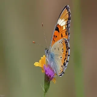cute butterfly
