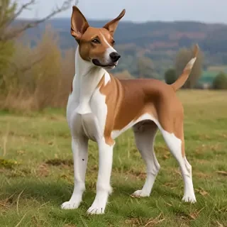 transylvanian hound