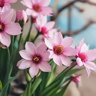 spring wallpaper iphone