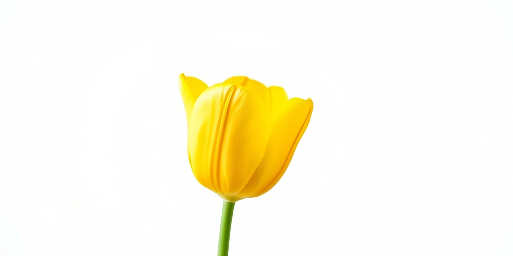 A vibrant yellow tulip against a minimalistic white background, captured with a Canon EOS R5, 50mm f/1.2 lens, aperture set to f/2.8, ISO 100, and soft diffused lighting to enhance colors and details.