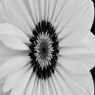 black and white flower