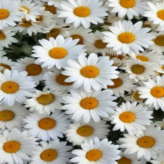 daisies png