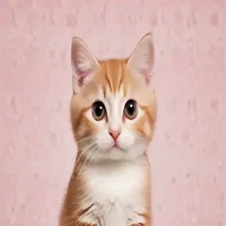 background kitty