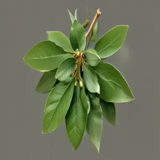mistletoe png