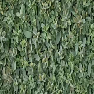sage green images