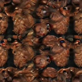 beaver png
