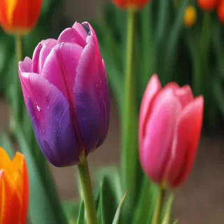 tulip iphone wallpaper