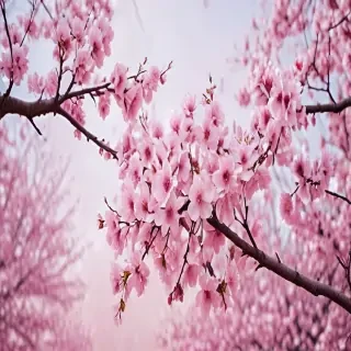 cherry blossom backgrounds