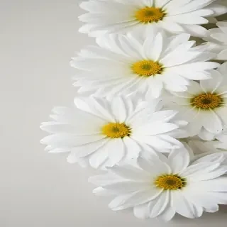 iphone white flower wallpaper