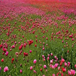 flowers field png