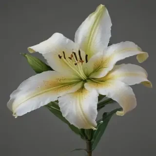 lily flower png