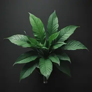 plant iphone wallpaper