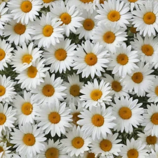 daisies png