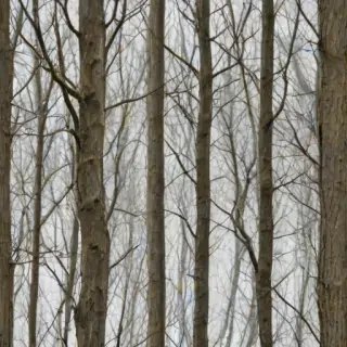 trees transparent