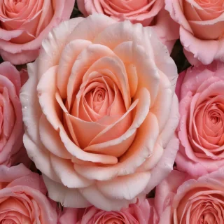 rose flower