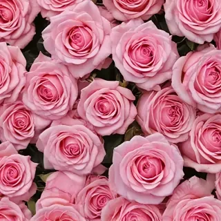 pink roses wallpaper iphone