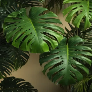 monstera background