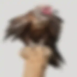 vultures png