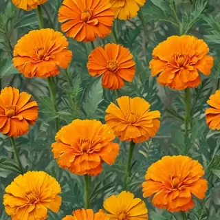 marigolds transparent