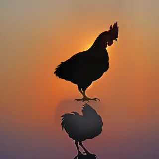 silhouette of a chicken
