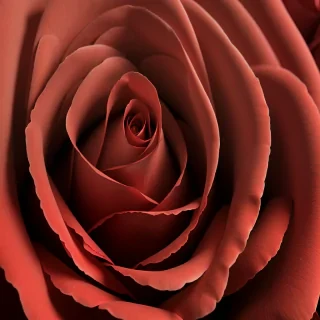 rose background