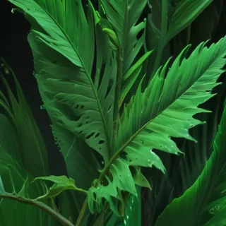iphone wallpaper green