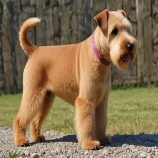 lakeland terrier