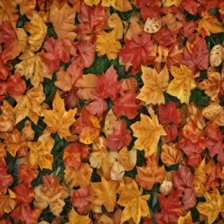 fall leaves