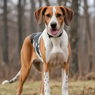 american leopard hound