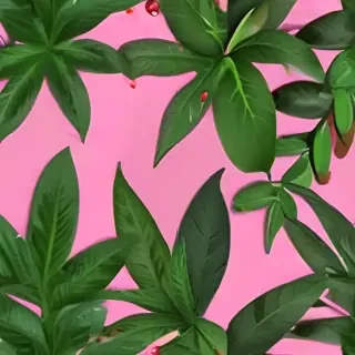 zoom background plants