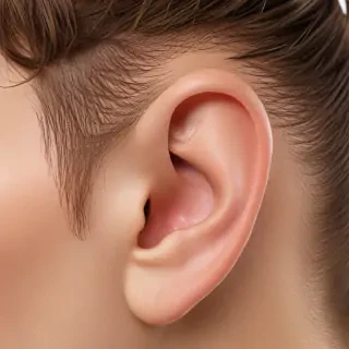 ear png