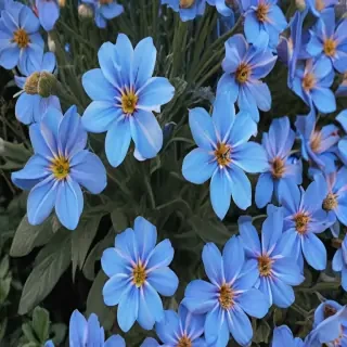 blue flowers aesthetic