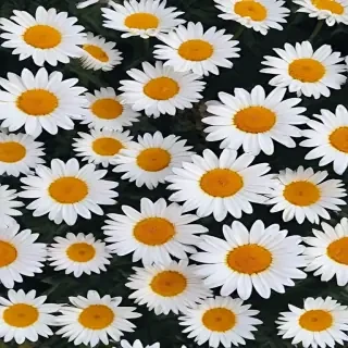 aesthetic daisy wallpaper