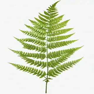 transparent fern png