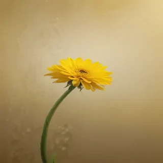 yellow bg plain