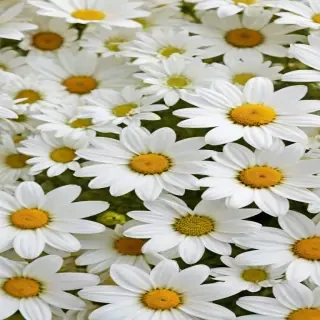 white flowers wallpaper iphone