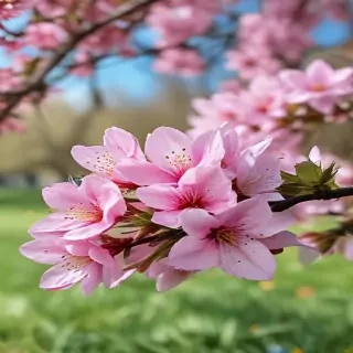 springtime iphone wallpaper