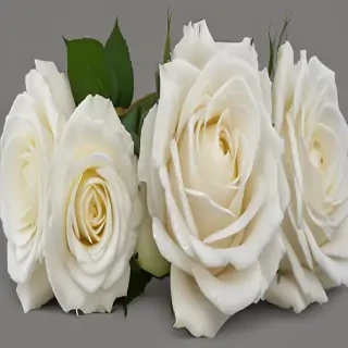 white roses png