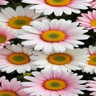 daisy flower wallpaper